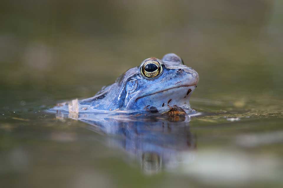 Boiling Frog